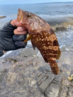 キジハタの釣果