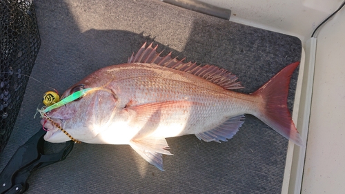 マダイの釣果