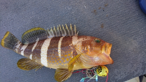 アオハタの釣果