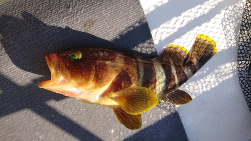 アオハタの釣果