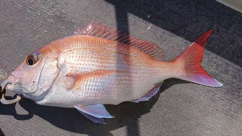 マダイの釣果