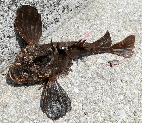 オニオコゼの釣果