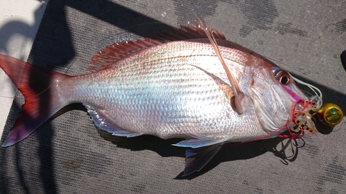 マダイの釣果