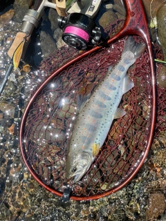 アマゴの釣果