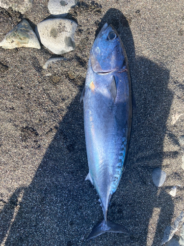 マルソウダの釣果