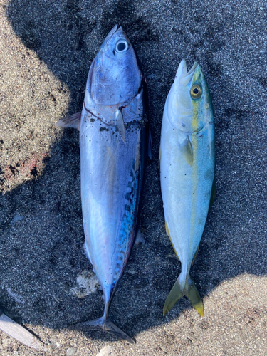 マルソウダの釣果