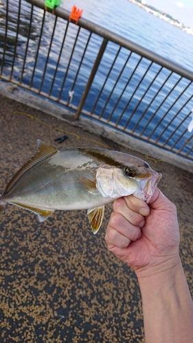 ショゴの釣果