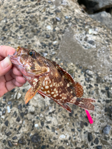 カサゴの釣果