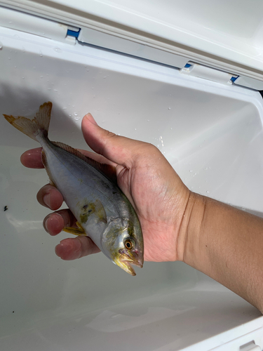 カンパチの釣果