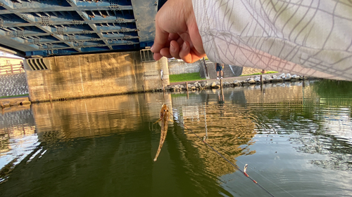 マハゼの釣果