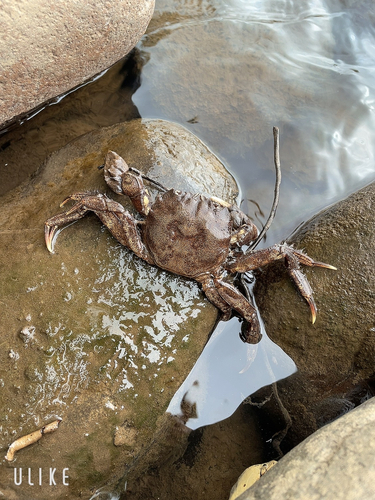 モクズガニの釣果