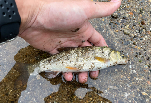 ウグイの釣果