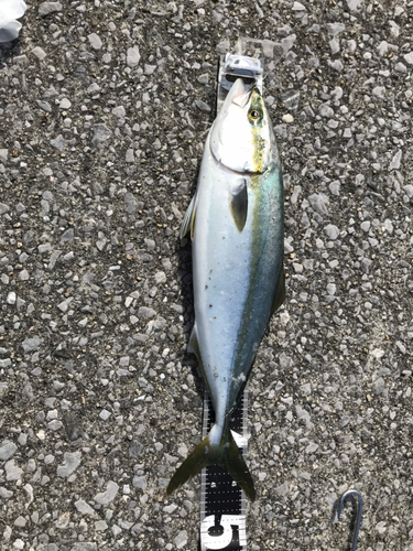 ヤズの釣果