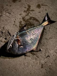 ハタンポの釣果