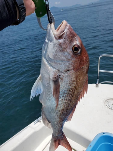 タイの釣果