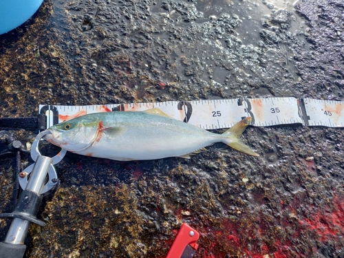 ワカシの釣果