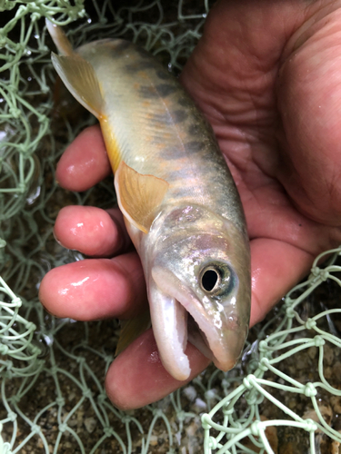 イワナの釣果