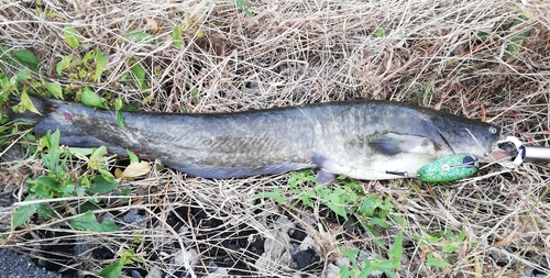 マナマズの釣果