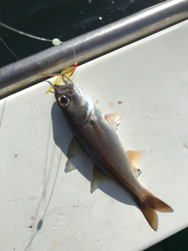 クロムツの釣果