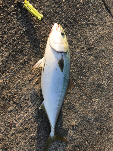 ハマチの釣果