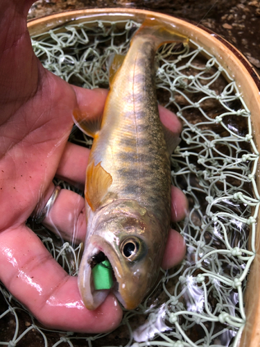 イワナの釣果