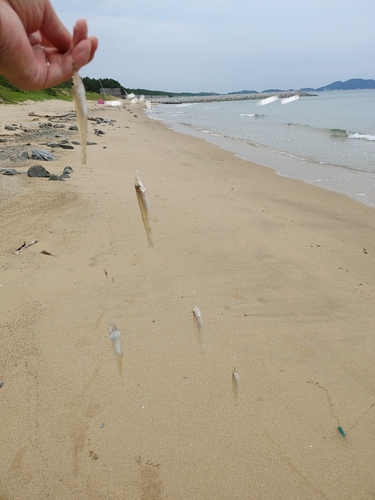 キスの釣果