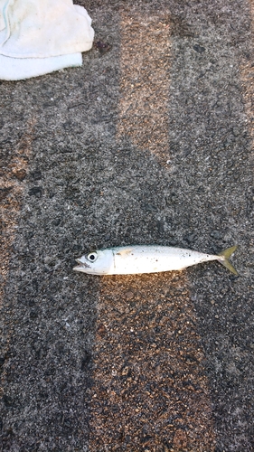 サバの釣果