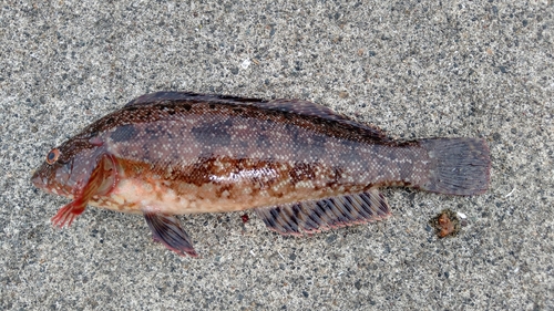 アイナメの釣果