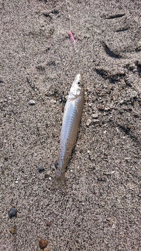 キスの釣果