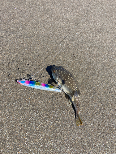 ショウサイフグの釣果