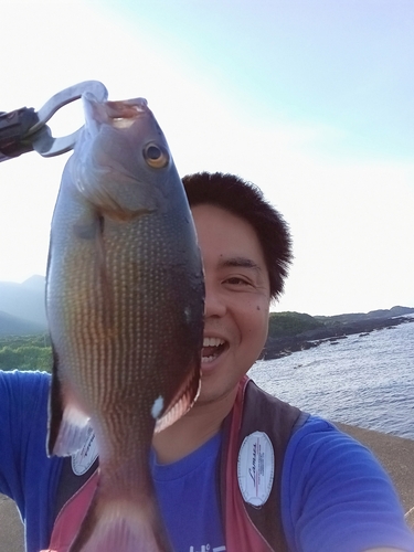 バラフエダイの釣果