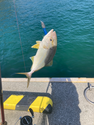 ショゴの釣果