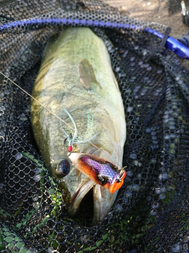 ラージマウスバスの釣果