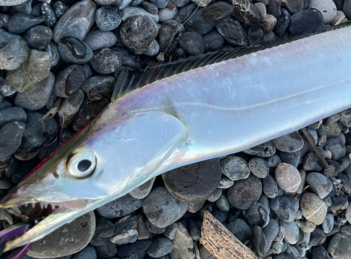 タチウオの釣果