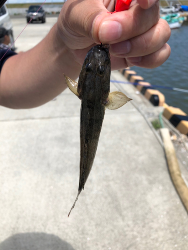 ハゼの釣果