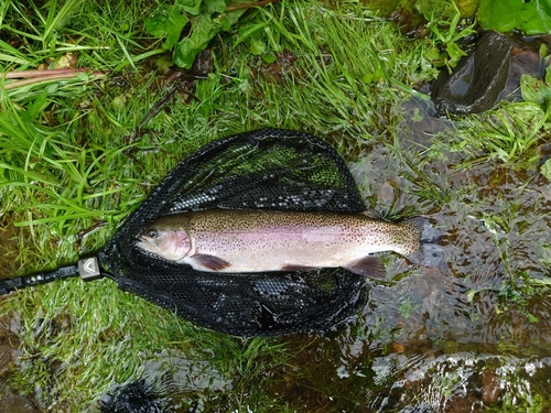 ニジマスの釣果