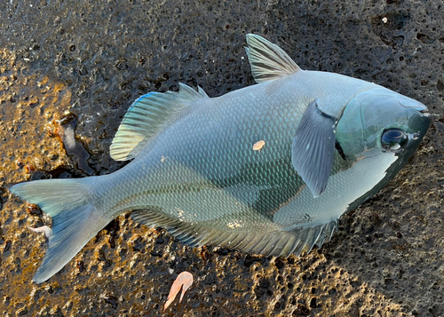 オナガグレの釣果