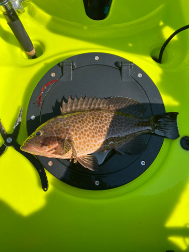 オオモンハタの釣果