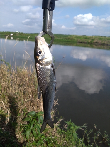 ニゴイの釣果