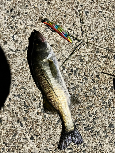 シーバスの釣果