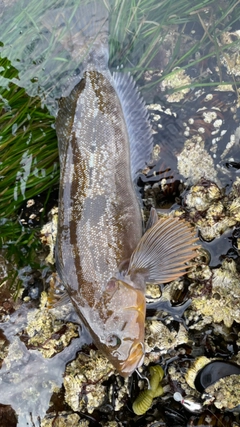 アイナメの釣果