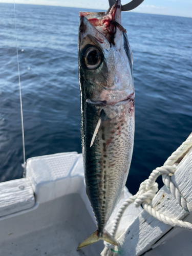 サバの釣果