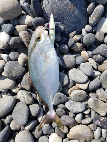 シオの釣果