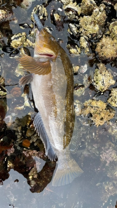 アイナメの釣果