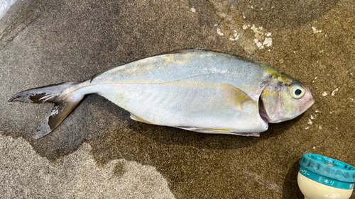 ショゴの釣果