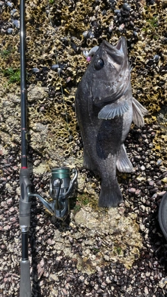 クロソイの釣果