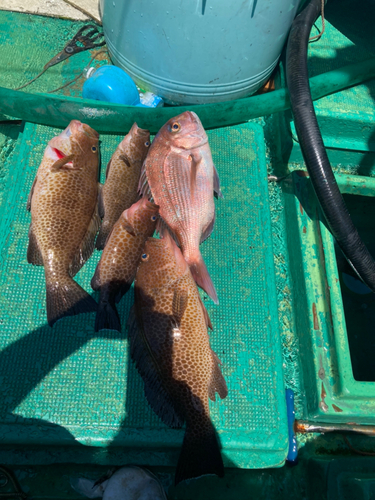 アカハタの釣果