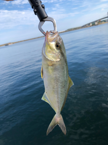 ショゴの釣果