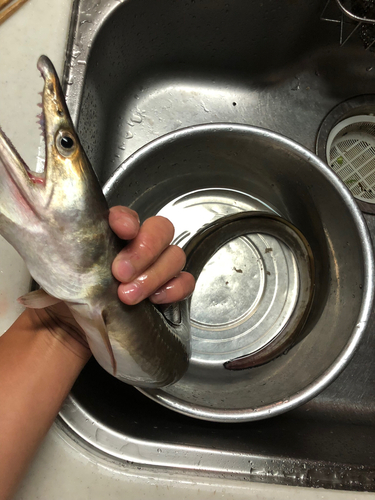 ハモの釣果