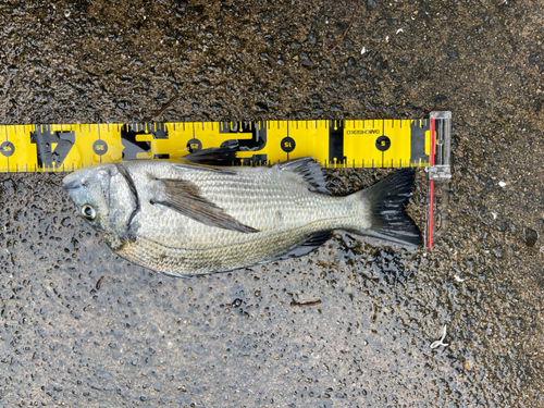 チヌの釣果